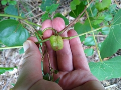 Ampelomyia vitispomum