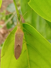Coreinae