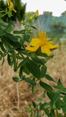 Hypericum perforatum