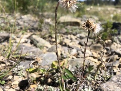 Antennaria rosea pulvinata
