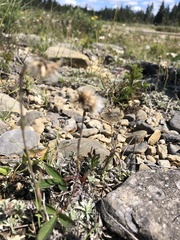 Antennaria rosea pulvinata