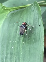 Pteracanthus smidtii