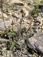 Antennaria rosea pulvinata