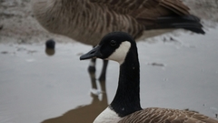 Branta canadensis