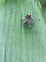 Pteracanthus smidtii