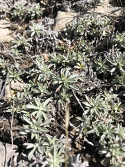 Antennaria rosea pulvinata