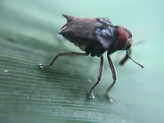 Pteracanthus smidtii