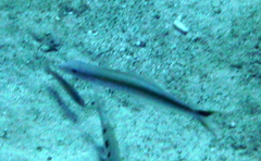 Malacanthus plumieri