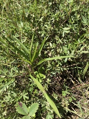 Symphyotrichum anticostense