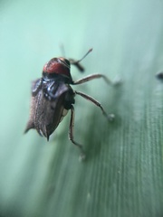 Pteracanthus smidtii