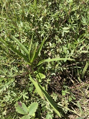 Symphyotrichum anticostense