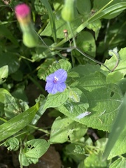 Browallia americana
