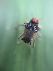 Pteracanthus smidtii