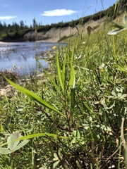 Symphyotrichum anticostense