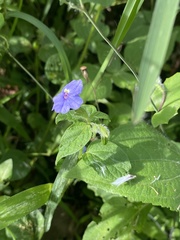 Browallia americana