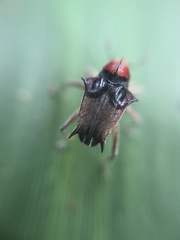 Pteracanthus smidtii