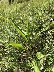 Symphyotrichum anticostense