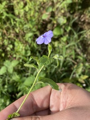 Browallia americana
