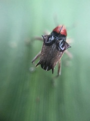 Pteracanthus smidtii