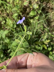 Browallia americana