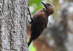 Micropternus brachyurus