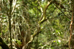 Hypsicalotes kinabaluensis