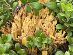 Ramaria flava