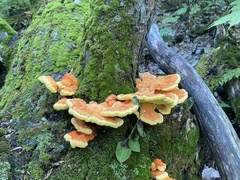 Laetiporus huroniensis