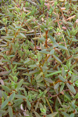 Suaeda novae-zelandiae
