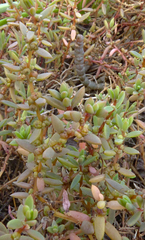 Suaeda novae-zelandiae
