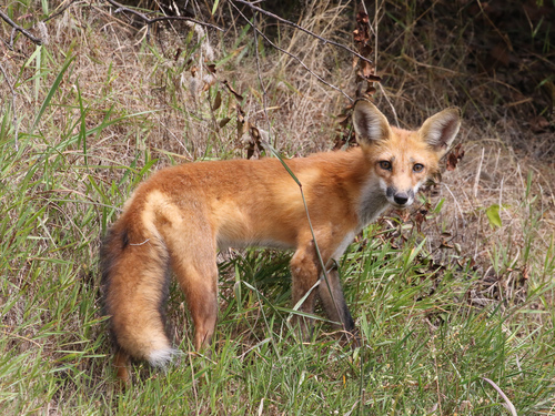 Red Fox photographed in Tennessee