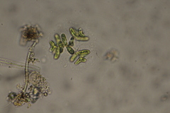 Dimorphococcus lunatus