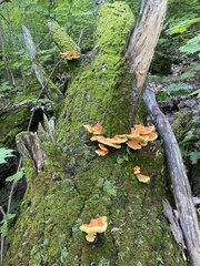 Laetiporus huroniensis