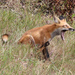 Red Fox - Photo (c) jefferykarafa, some rights reserved (CC BY-NC), uploaded by jefferykarafa