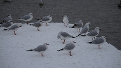 Chroicocephalus ridibundus