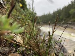 Trichophorum pumilum