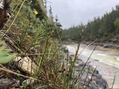 Trichophorum pumilum