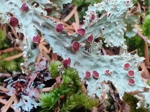 Lettuce Lichen
