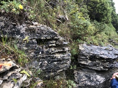 Trichophorum pumilum