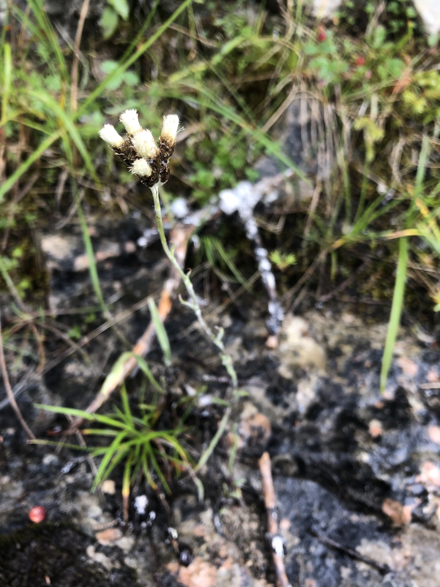 Antennaria pulcherrima ssp. eucosma