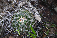Echinofossulocactus zacatecasensis