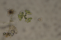 Dimorphococcus lunatus