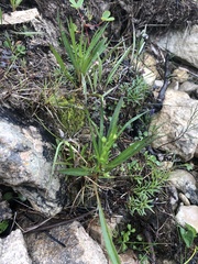 Symphyotrichum anticostense