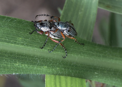 Macrodactylus