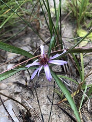 Symphyotrichum anticostense
