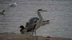 Ardea cinerea