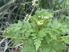 Valeriana chaerophylloides