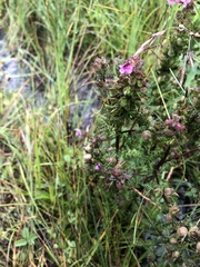 Pedicularis palustris