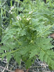 Valeriana chaerophylloides