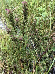 Pedicularis palustris